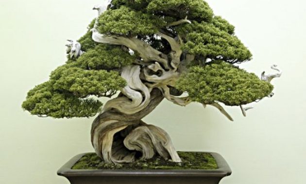 Detail Bonsai Terbaik Di Dunia Nomer 3