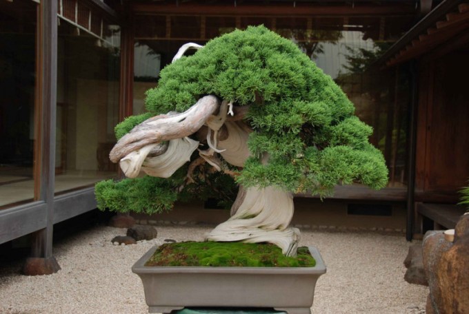 Detail Bonsai Terbaik Di Dunia Nomer 22