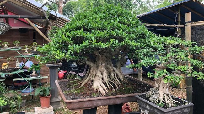 Detail Bonsai Terbaik Di Dunia Nomer 25