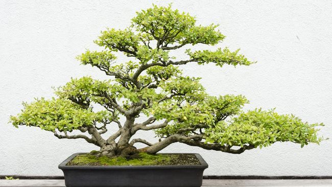 Detail Bonsai Terbaik Di Dunia Nomer 27