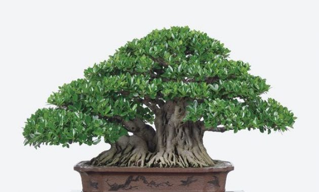 Detail Bonsai Terbaik Di Dunia Nomer 30