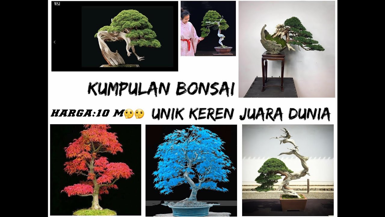 Detail Bonsai Terbaik Di Dunia Nomer 37