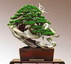 Detail Bonsai Terbaik Di Dunia Nomer 38