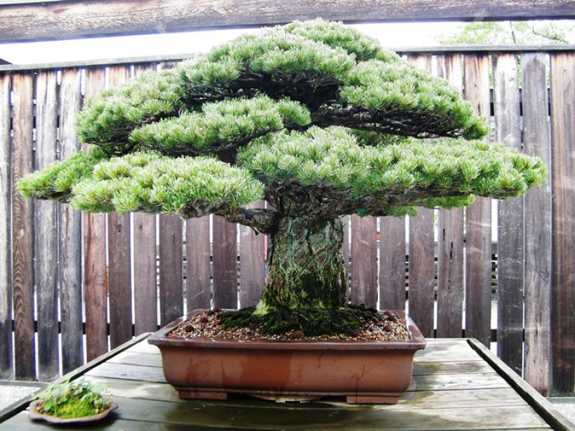 Detail Bonsai Terbaik Di Dunia Nomer 39