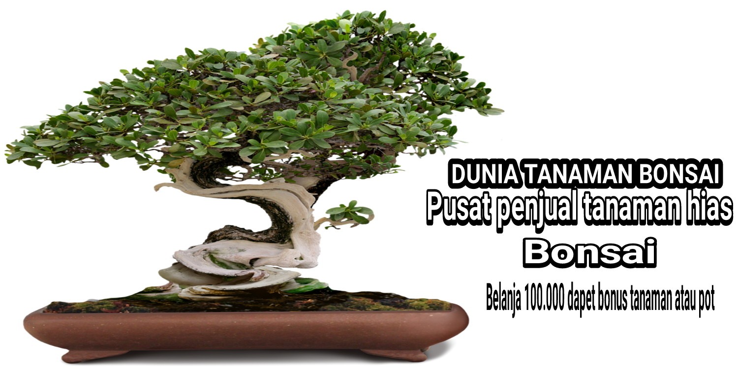 Detail Bonsai Terbaik Di Dunia Nomer 42