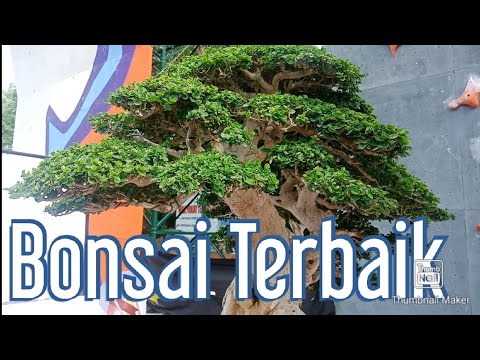 Detail Bonsai Terbaik Di Dunia Nomer 46