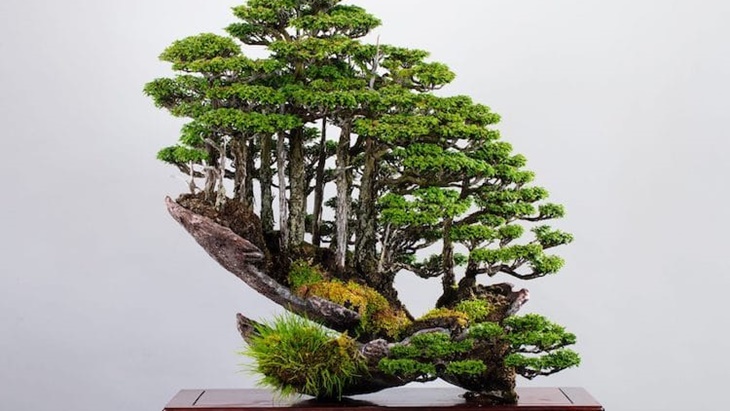 Detail Bonsai Terbaik Di Dunia Nomer 47