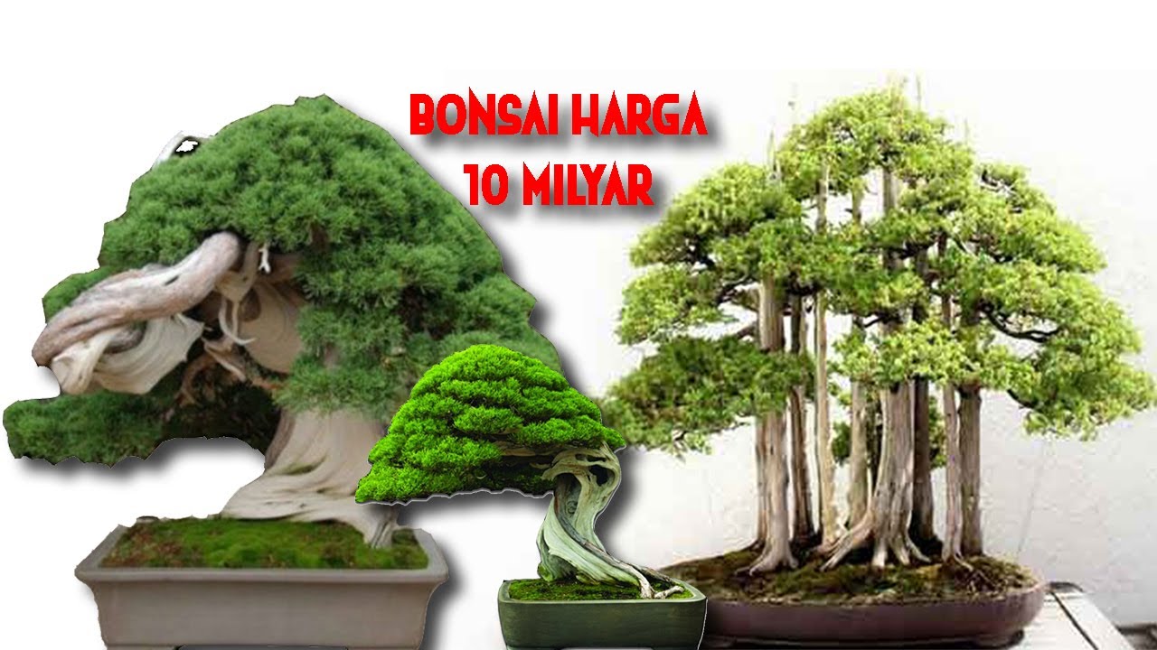 Detail Bonsai Terbaik Di Dunia Nomer 6