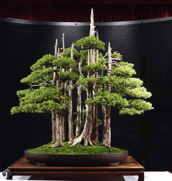 Detail Bonsai Terbaik Di Dunia Nomer 53