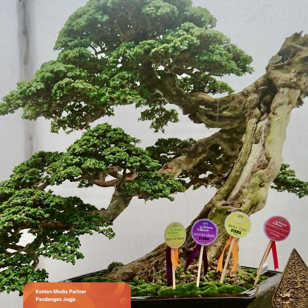 Detail Bonsai Terbaik Di Dunia Nomer 56