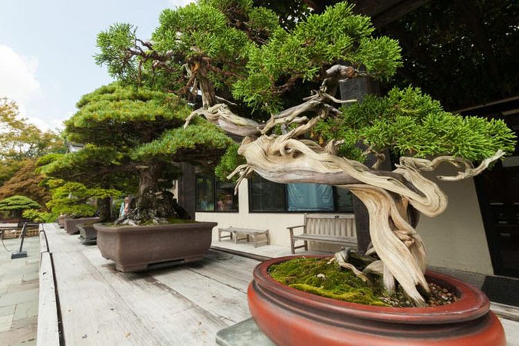 Detail Bonsai Unik Dan Mahal Nomer 13