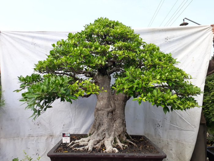 Detail Bonsai Unik Dan Mahal Nomer 26