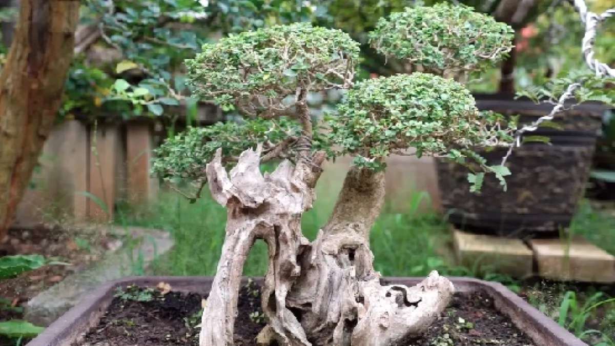 Detail Bonsai Unik Dan Mahal Nomer 28