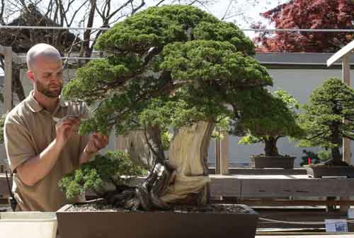 Detail Bonsai Unik Dan Mahal Nomer 4