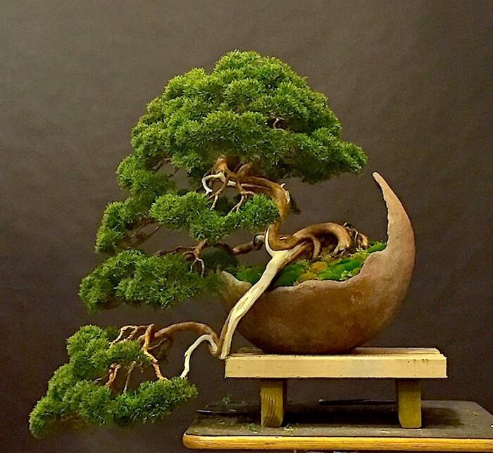 Detail Bonsai Unik Dan Mahal Nomer 47