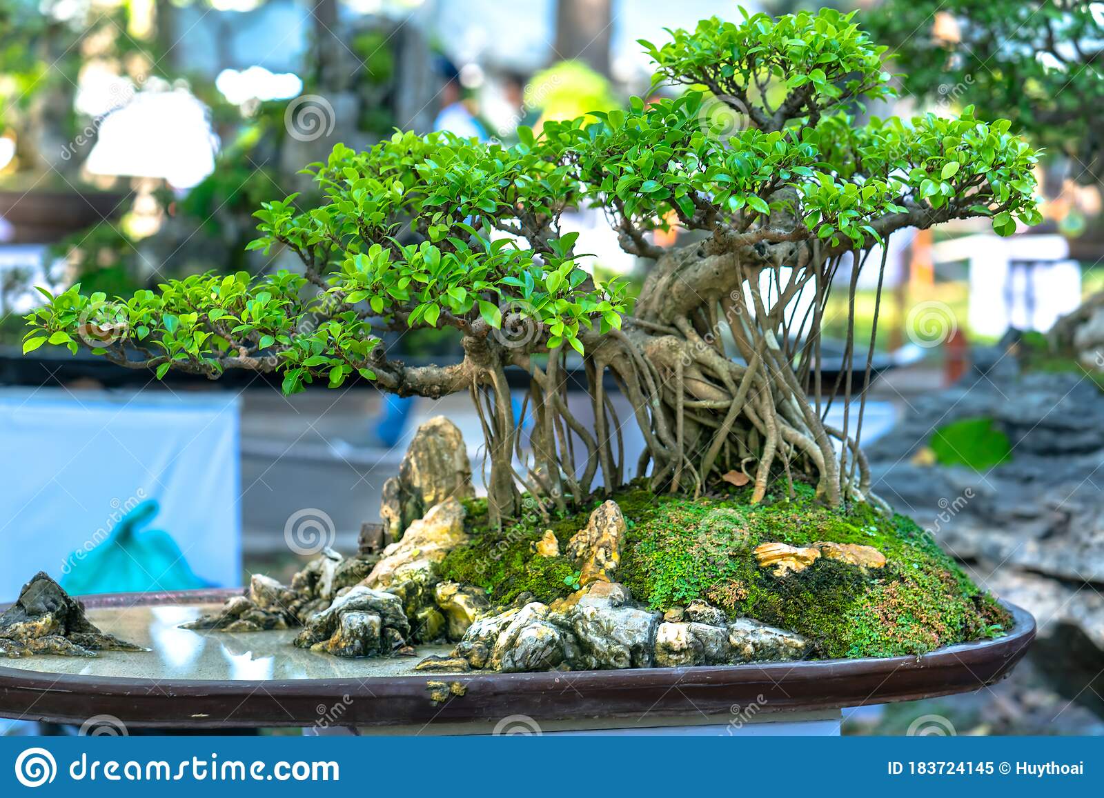 Detail Bonsai Vietnam Penjing Nomer 16