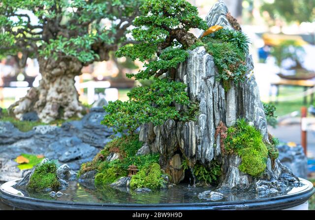 Detail Bonsai Vietnam Penjing Nomer 17