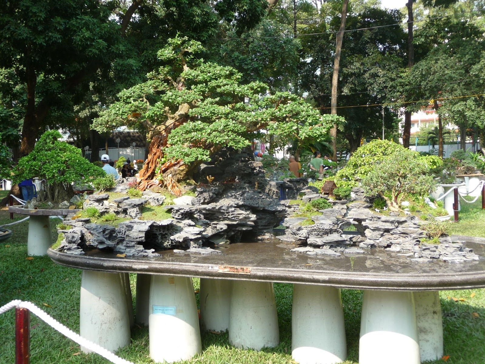 Detail Bonsai Vietnam Penjing Nomer 20