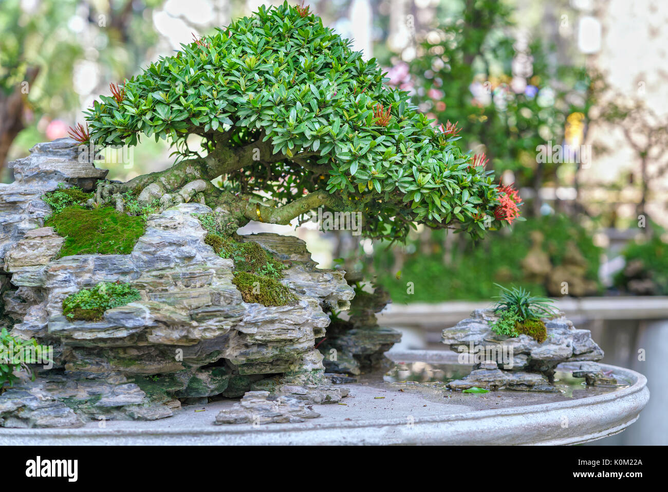 Detail Bonsai Vietnam Penjing Nomer 21