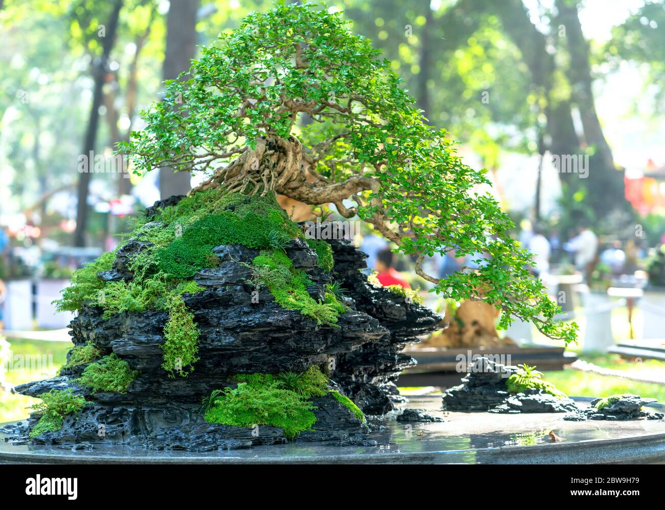 Detail Bonsai Vietnam Penjing Nomer 23