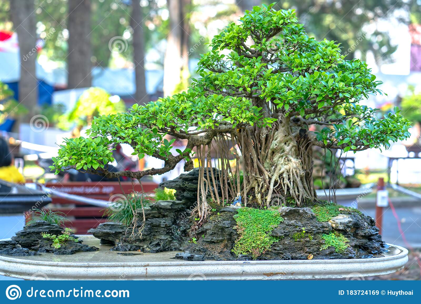 Detail Bonsai Vietnam Penjing Nomer 31