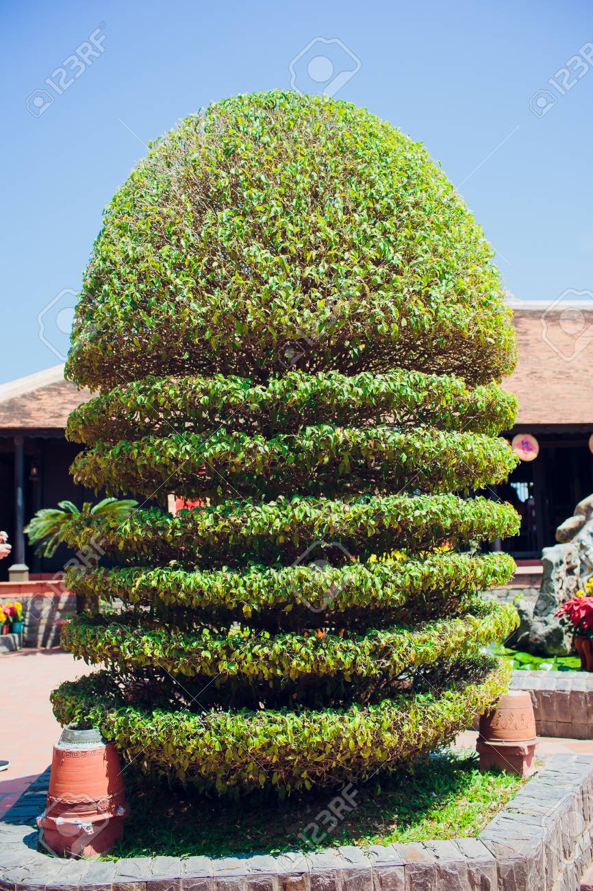 Detail Bonsai Vietnam Penjing Nomer 32