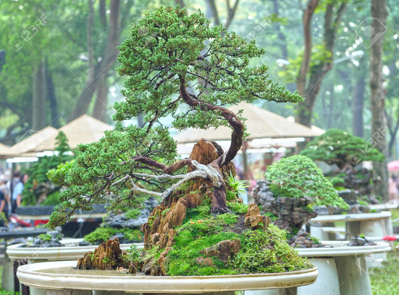 Detail Bonsai Vietnam Penjing Nomer 33