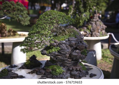 Detail Bonsai Vietnam Penjing Nomer 52