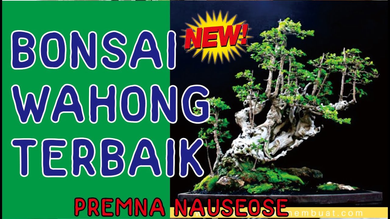 Detail Bonsai Wahong Terbaik Nomer 2