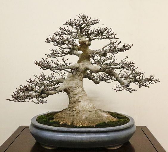 Detail Bonsai Wahong Terbaik Nomer 10