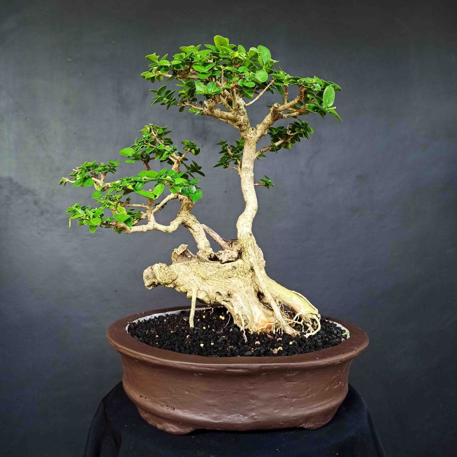 Detail Bonsai Wahong Terbaik Nomer 12