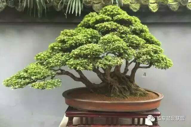 Detail Bonsai Wahong Terbaik Nomer 13