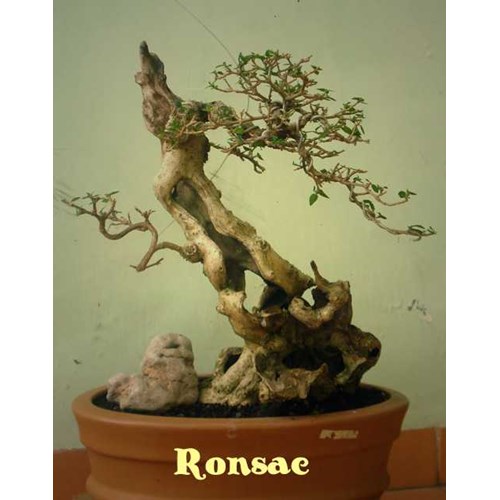 Detail Bonsai Wahong Terbaik Nomer 14