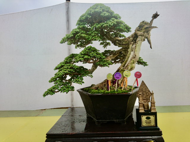 Detail Bonsai Wahong Terbaik Nomer 15