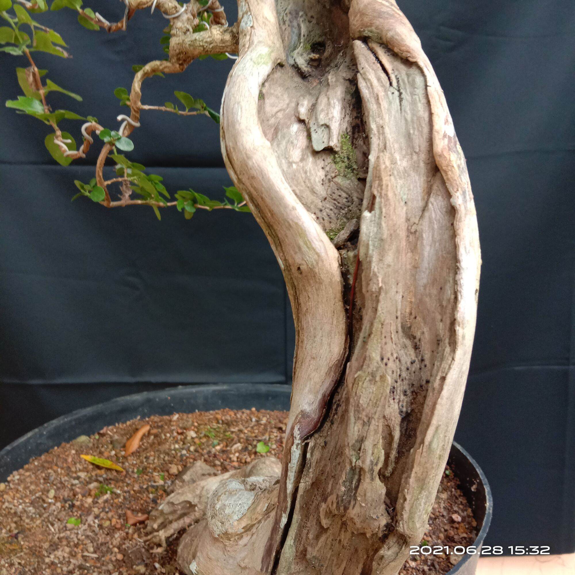 Detail Bonsai Wahong Terbaik Nomer 17