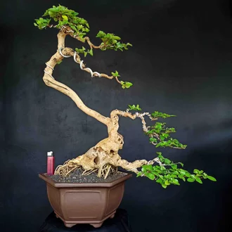 Detail Bonsai Wahong Terbaik Nomer 19