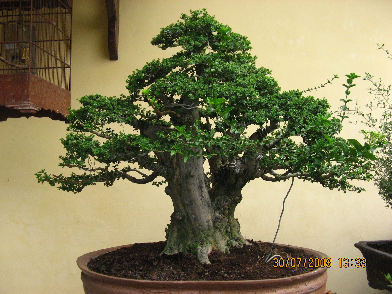 Detail Bonsai Wahong Terbaik Nomer 21