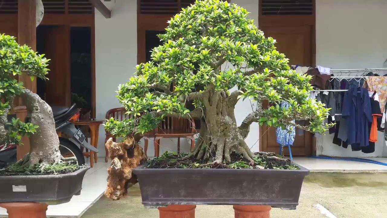 Detail Bonsai Wahong Terbaik Nomer 22