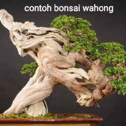 Detail Bonsai Wahong Terbaik Nomer 31