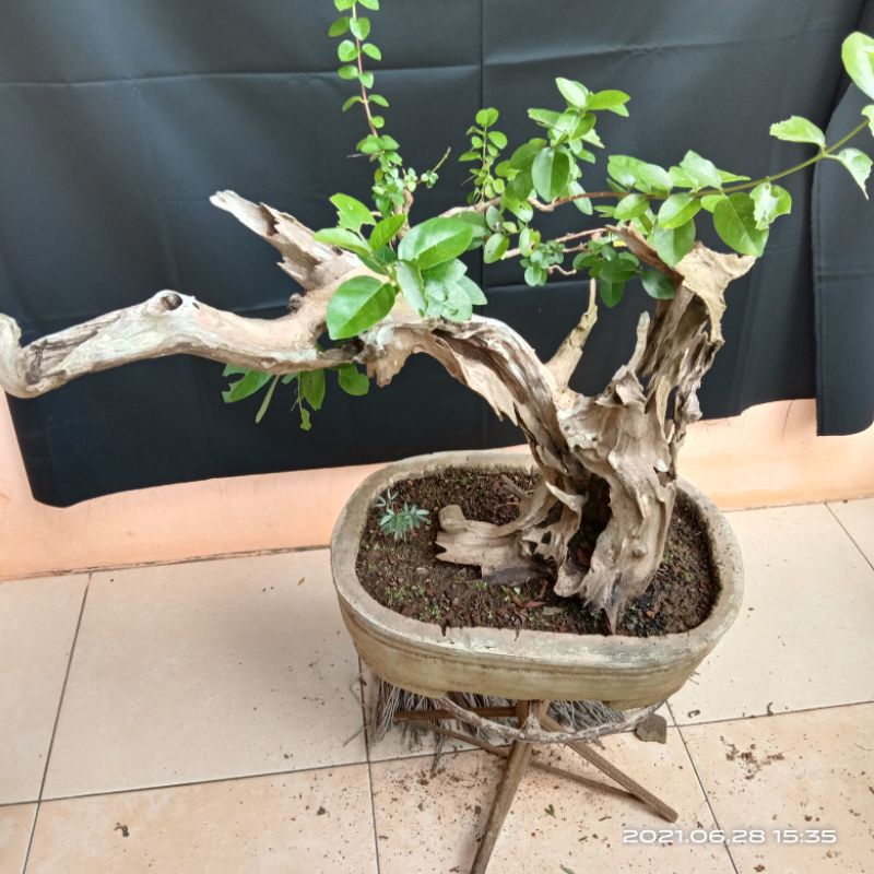 Detail Bonsai Wahong Terbaik Nomer 33