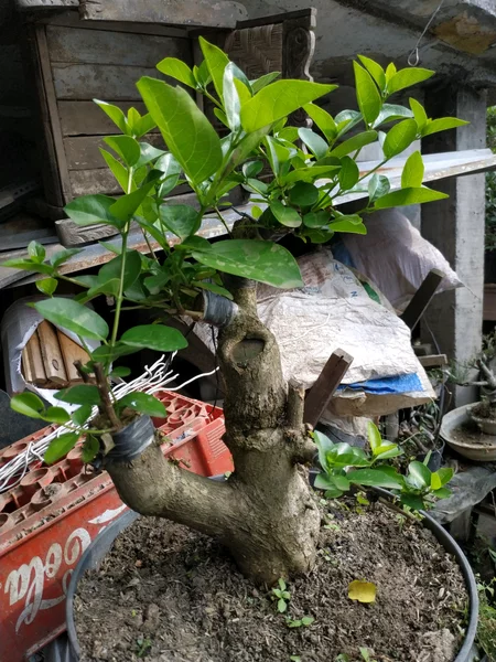 Detail Bonsai Wahong Terbaik Nomer 34