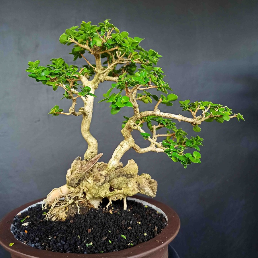 Detail Bonsai Wahong Terbaik Nomer 37