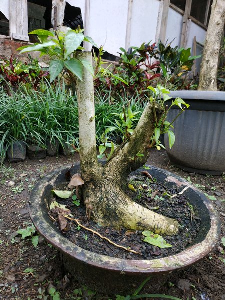 Detail Bonsai Wahong Terbaik Nomer 38