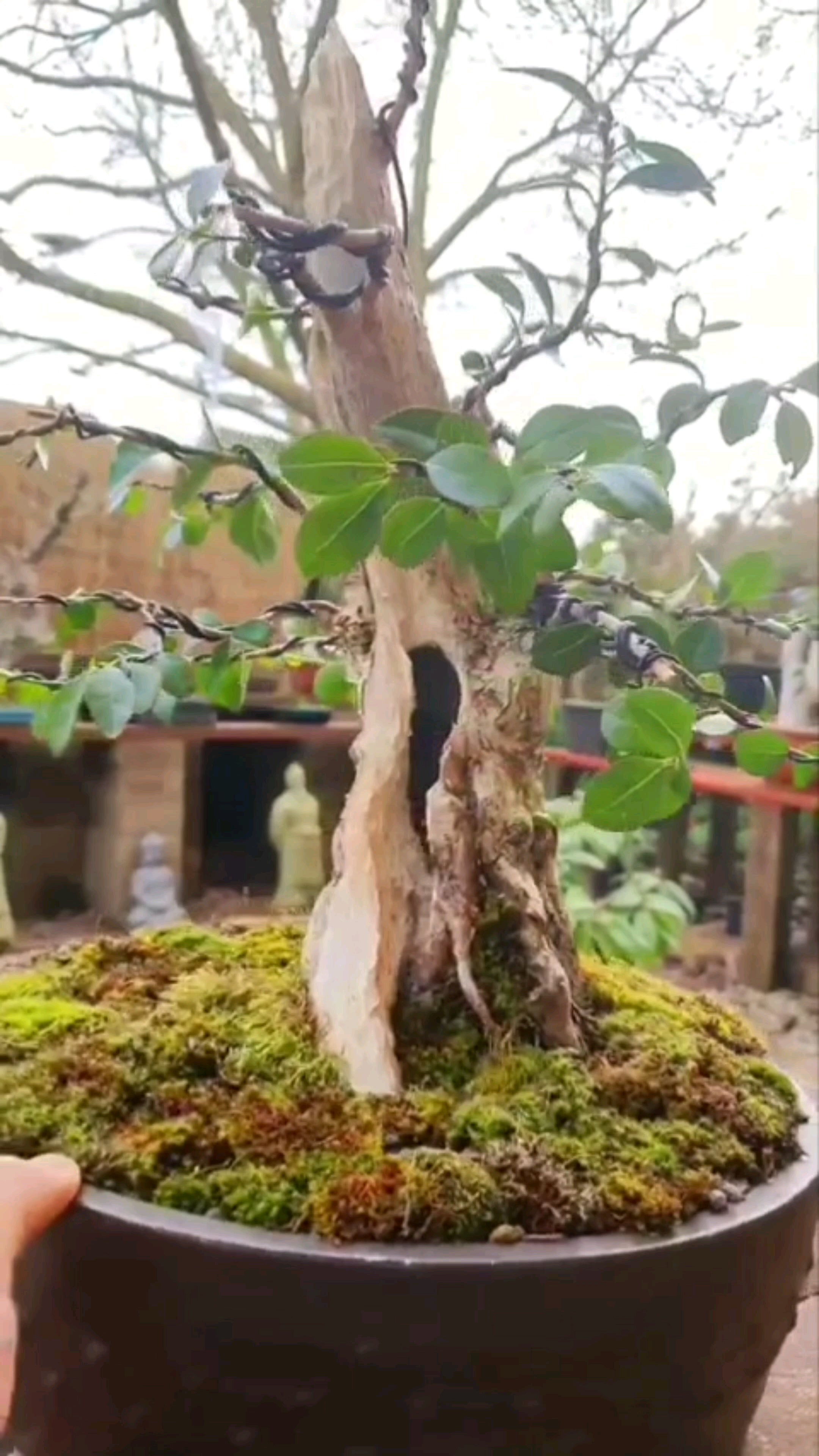 Detail Bonsai Wahong Terbaik Nomer 40