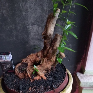 Detail Bonsai Wahong Terbaik Nomer 43