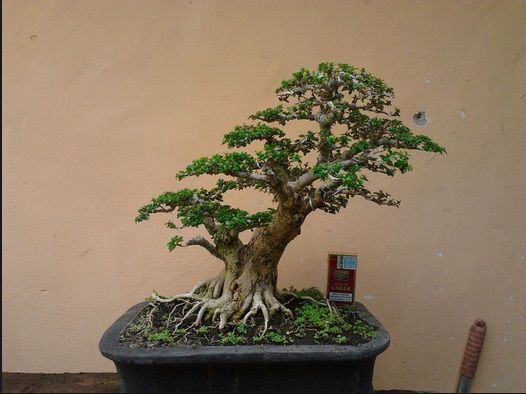 Detail Bonsai Wahong Terbaik Nomer 47