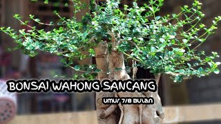 Detail Bonsai Wahong Terbaik Nomer 49