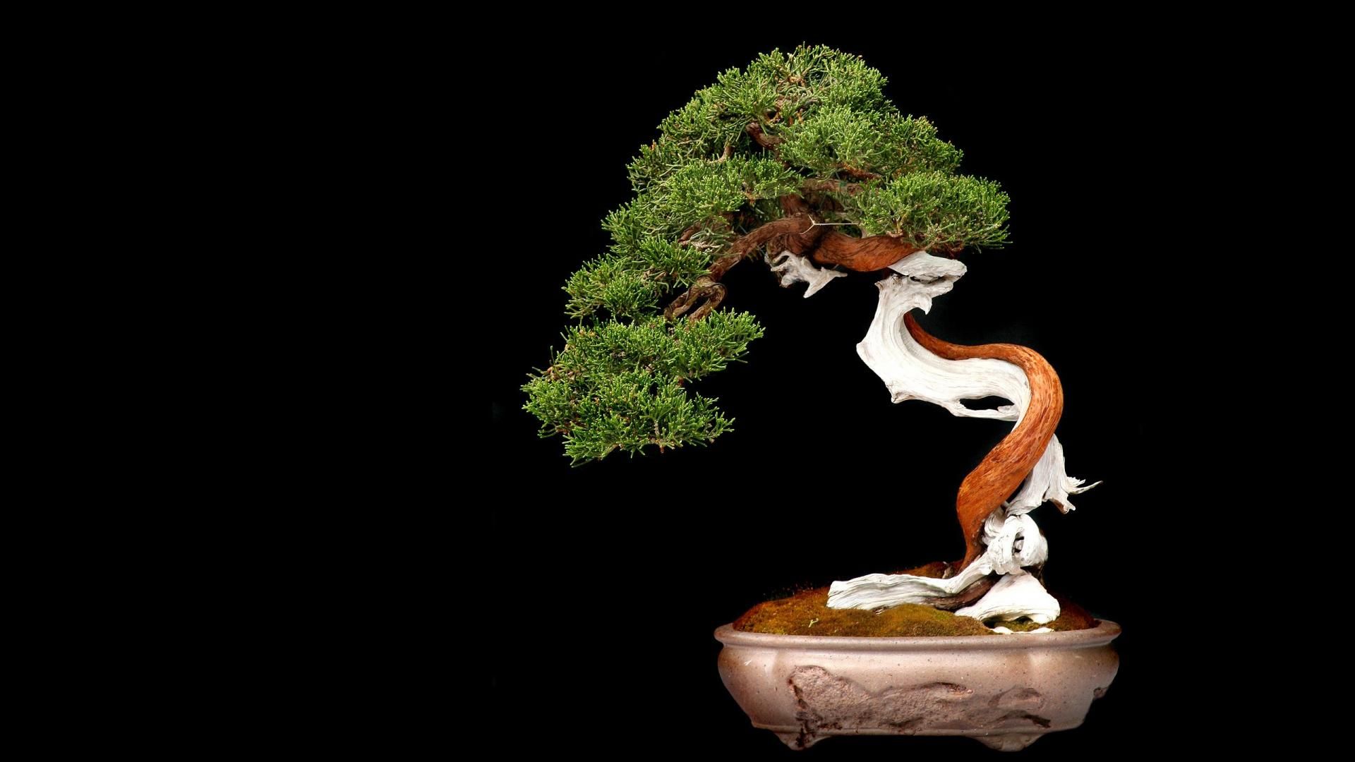 Detail Bonsai Wallpaper Nomer 14