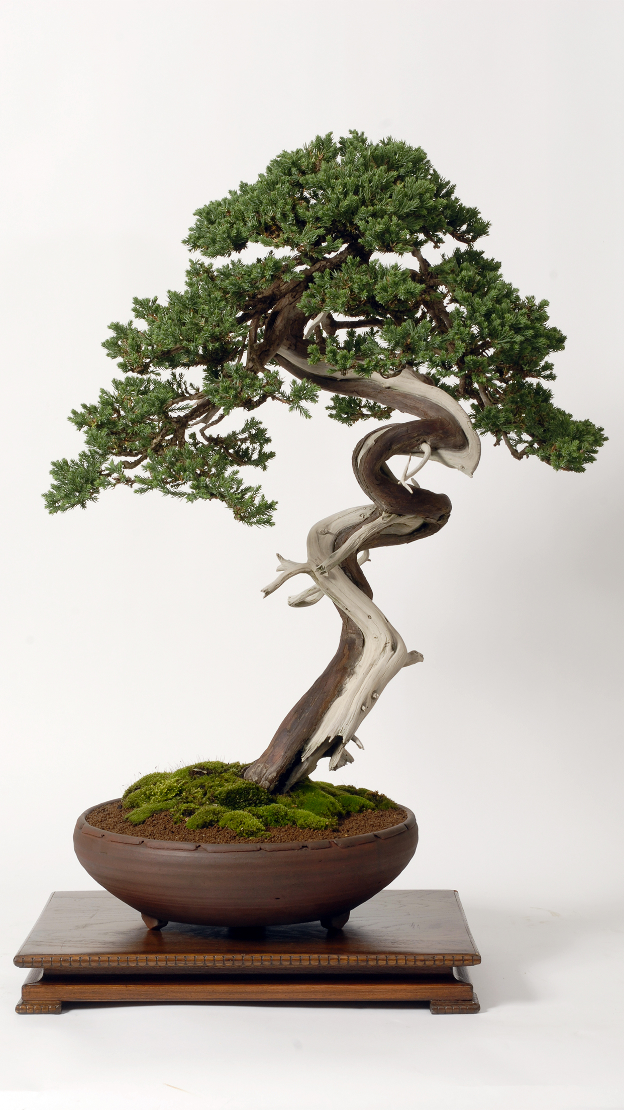 Detail Bonsai Wallpaper Nomer 18