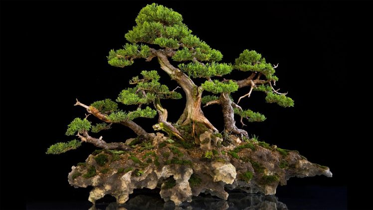 Detail Bonsai Wallpaper Nomer 20